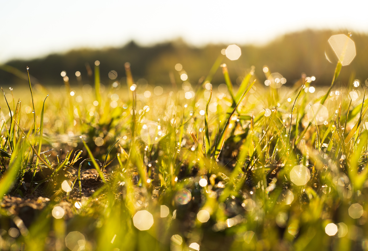 LCP impact report 2025